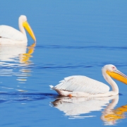 19700970-img_5359-pelicans