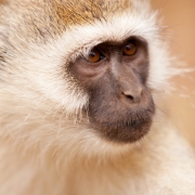 19748898-img_1411-monkey1