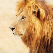 19749445-img_6709-lion1