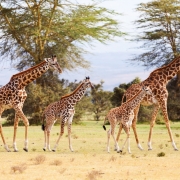 19883643-img_2980-girafes
