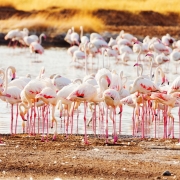 20265228-img_4273-flamingos