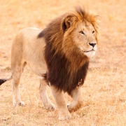 20588389-img_3266-lion-2