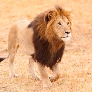 20588389-img_3266-lion-2