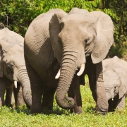 20621532-img_9023-elephants