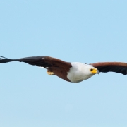 20784872-img_6047-eagle