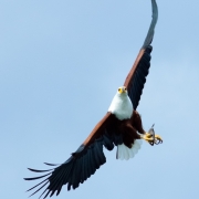 20784912-img_6068-eagle