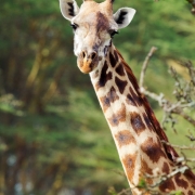 20784971-img_6088-giraffes