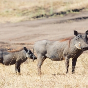 21054428-img_9999-mara-kenya