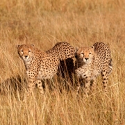 23287193-img_6521-snimki-masai-mara